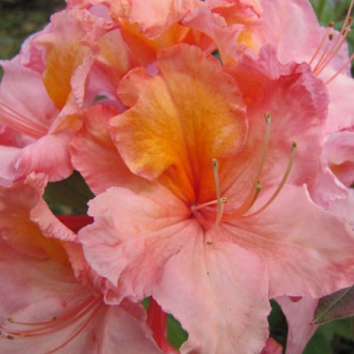 Azalea Orange Beauty Evergreen | ScotPlants Direct